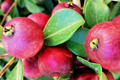 Strawberry Guava Tree 1′-2′ Live Tropical Fruit Tree Psidium Cattleianum for Gardens & Containers