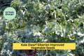 3pcs Dwarf Siberian Kale Seeds, Cold Hardy Brassica Oleracea Acephala, Compact Leafy Green for Salad, Soup & Juicing