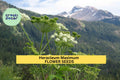 3pcs Cow Parsnip Seeds Heracleum maximum Native Wildflower for Pollinators & Naturalized Landscapes