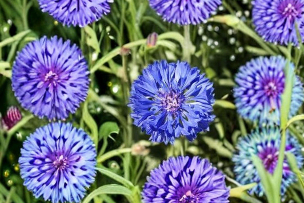 Blue Bachelors Button Seeds – Centaurea cyanus – Annual Cornflower for Wildflower Gardens and Cut Flowers