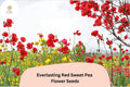Everlasting Red Sweet Pea Seeds | Perennial Climbing Vine with Red Flowers | Lathyrus latifolius | 50+ Seeds
