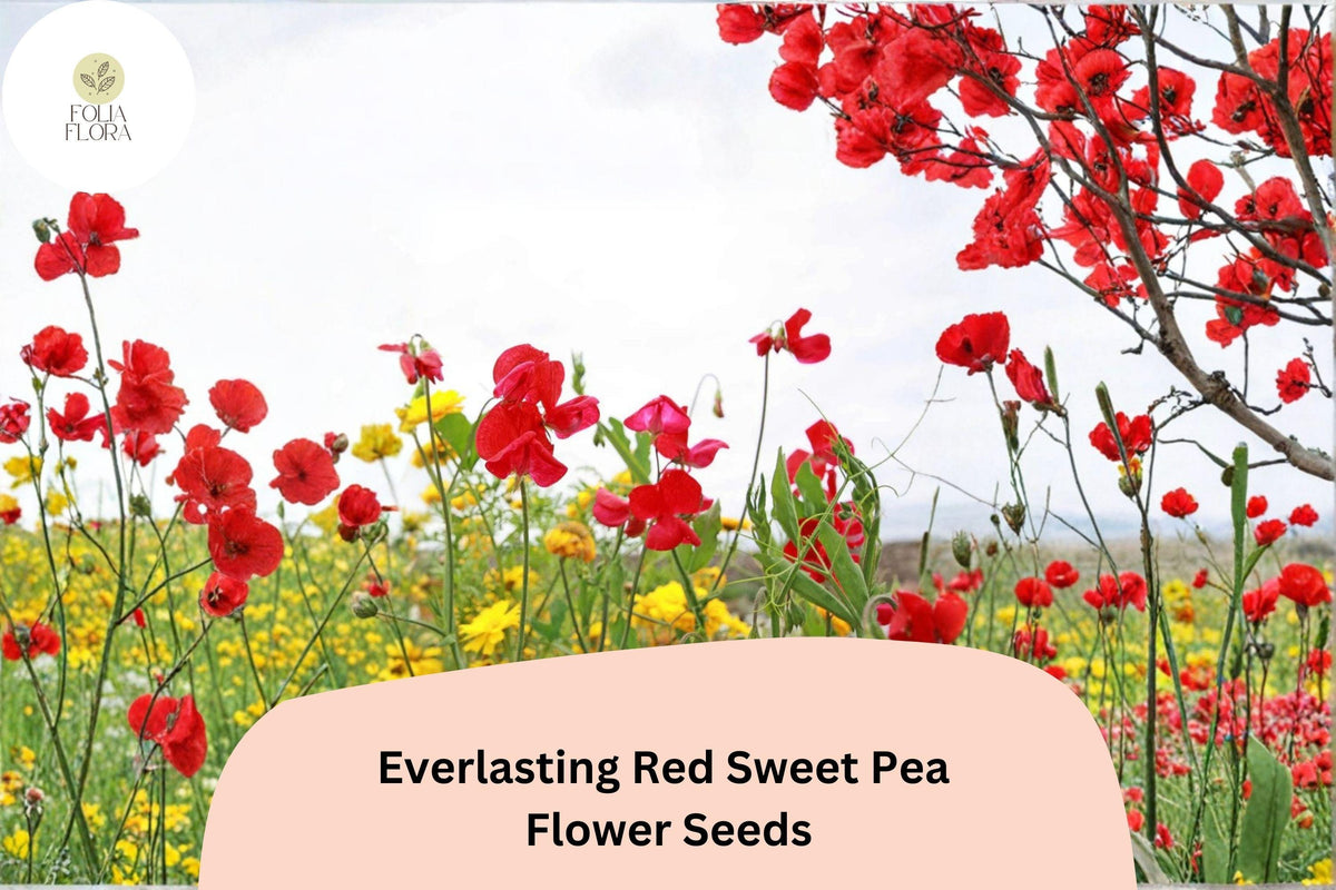 Everlasting Red Sweet Pea Seeds | Perennial Climbing Vine with Red Flowers | Lathyrus latifolius | 50+ Seeds