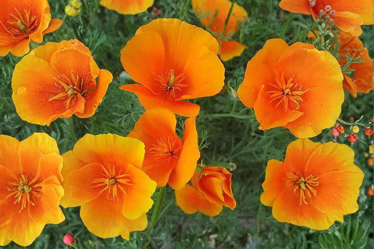 California Poppy Seeds – Drought Tolerant Wildflower – Orange Blooms – Eschscholzia californica, Annual, Full Sun