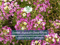 1000 Sweet Alyssum Dwarf Pink Seeds – Lobularia maritima, Fragrant Groundcover, Butterfly & Bee Attractant, Non-GMO, 4-Inch Blooms