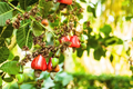 Cashew Nut Tree Starter Plant 12"-18" Anacardium occidentale Tropical Fruit & Nut Tree for Gardens