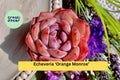 Echeveria ‘Orange Monroe’ – Rare Succulent Plant, Live Bare Root Rosette, Indoor or Outdoor Container Garden, Drought Tolerant, Easy Care