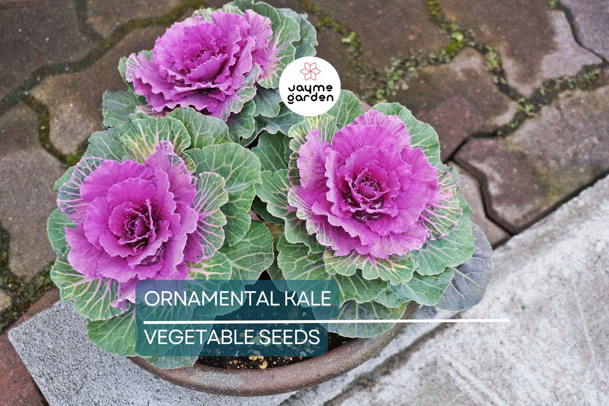 50 Ornamental Kale Seeds – Non-GMO Heirloom, Decorative Brassica oleracea for Garden & Garnish