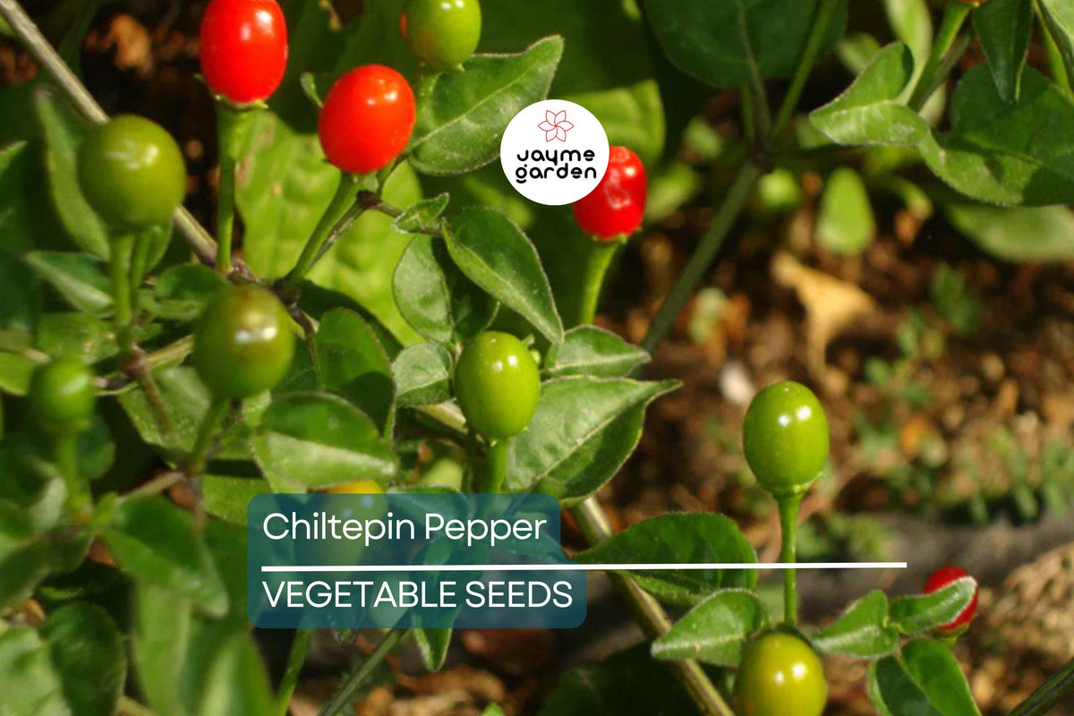 25 Chiltepin Pepper Seeds - Wild Hot Pepper, Heirloom, Non-GMO, Capsicum annuum, Spicy, 50,000-250,000 SHU