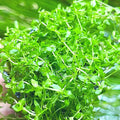 Live Pearl Weed Aquarium Plant - Hemianthus micranthemoides, Freshwater Carpeting & Foreground Plant