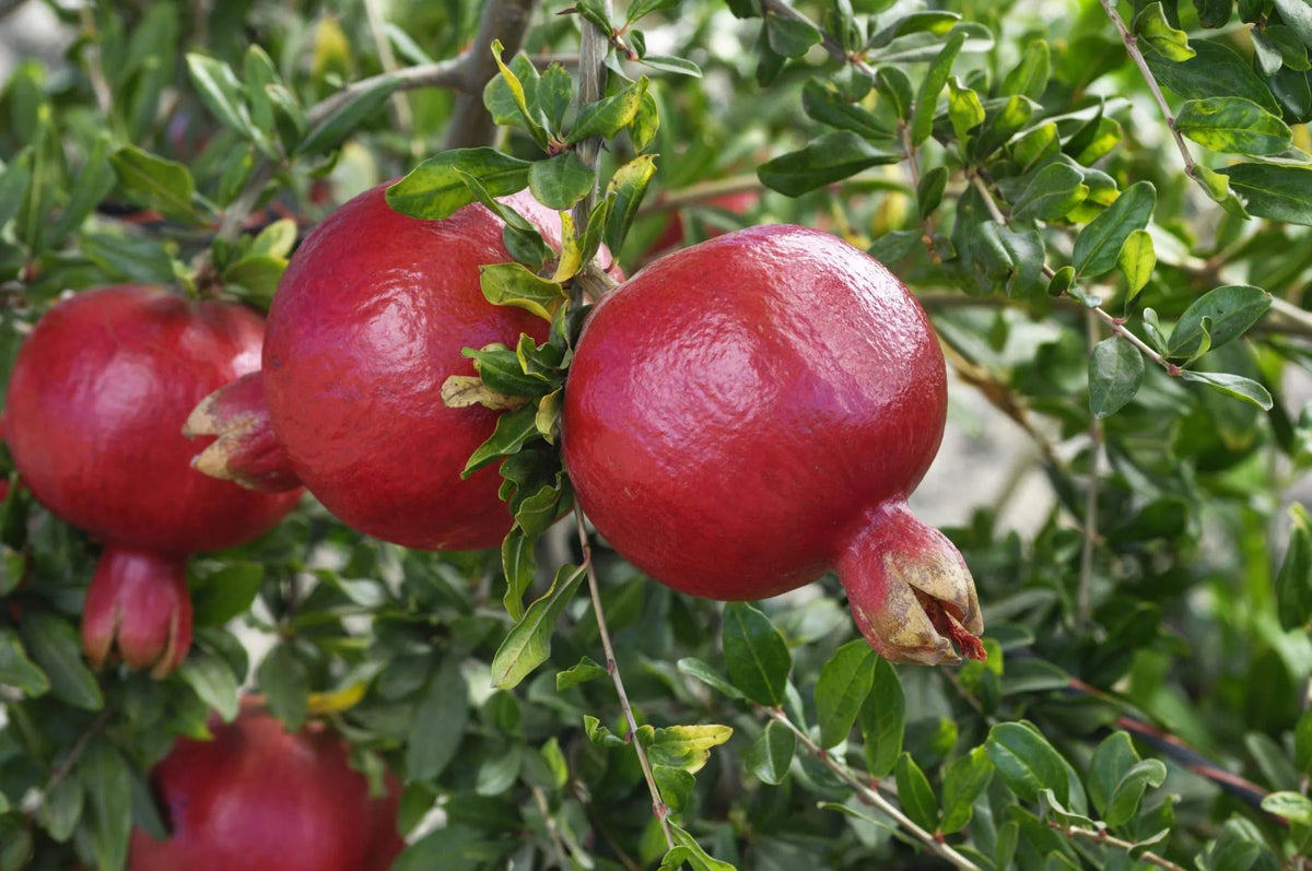 Cold Hardy R26 Afganski Pomegranate Tree - Live Mature Plant in 1 Gallon Pot, USDA Zones 6-10