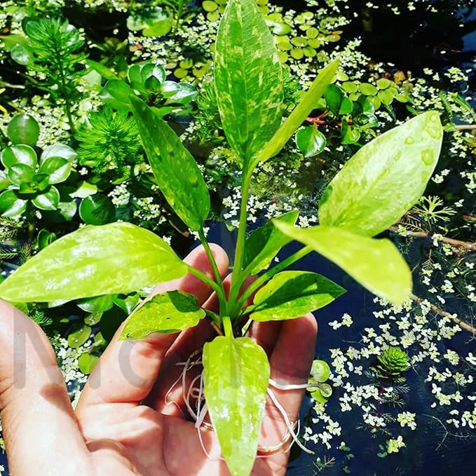 Amazon Sword Marble Queen | Live Freshwater Aquarium Plant | Variegated Echinodorus for Aquascaping