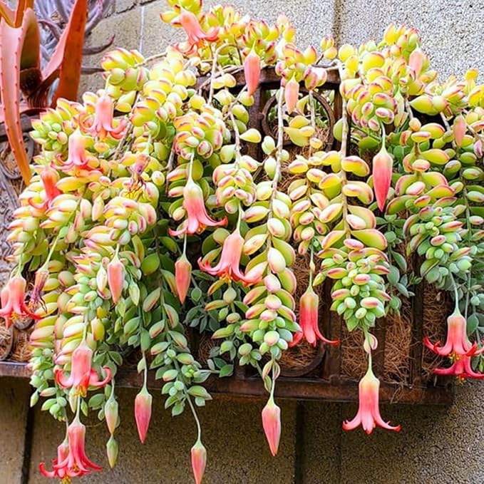Unrooted Succulent Cuttings – Cotyledon pendens, Cliff Cotyledon, Trailing Plant for Hanging Baskets & Terrariums