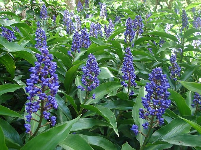 Blue Ginger Plant Cuttings 8pcs Hawaii-Grown Dichorisandra thyrsiflora Tropical Live Plants Rare Blue Flowers Rooting Stock