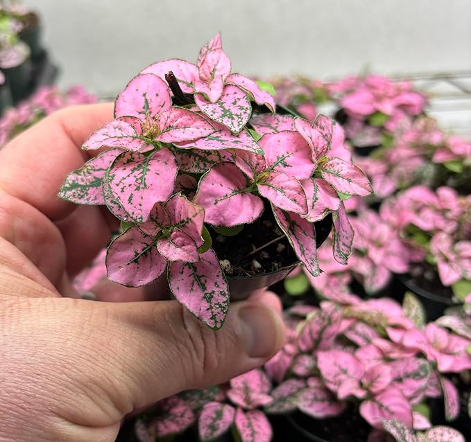 Hypoestes Pink Splash Live Potted Houseplant in 2.5" Pot – Air-Purifying Polka Dot Plant