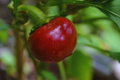 Sweet Red Cherry Pepper Seeds - Non-GMO Capsicum annuum for Garden, Container, and Salad Growing