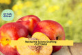 Organic Nectarine Tree Scion Cuttings | Prunus persica var. nucipersica | Grafting & Growing Starter