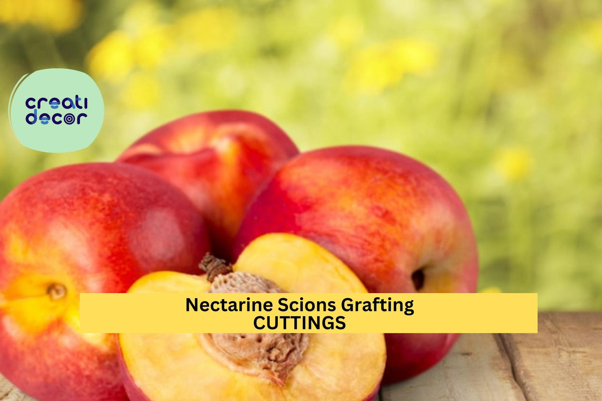 Organic Nectarine Tree Scion Cuttings | Prunus persica var. nucipersica | Grafting & Growing Starter