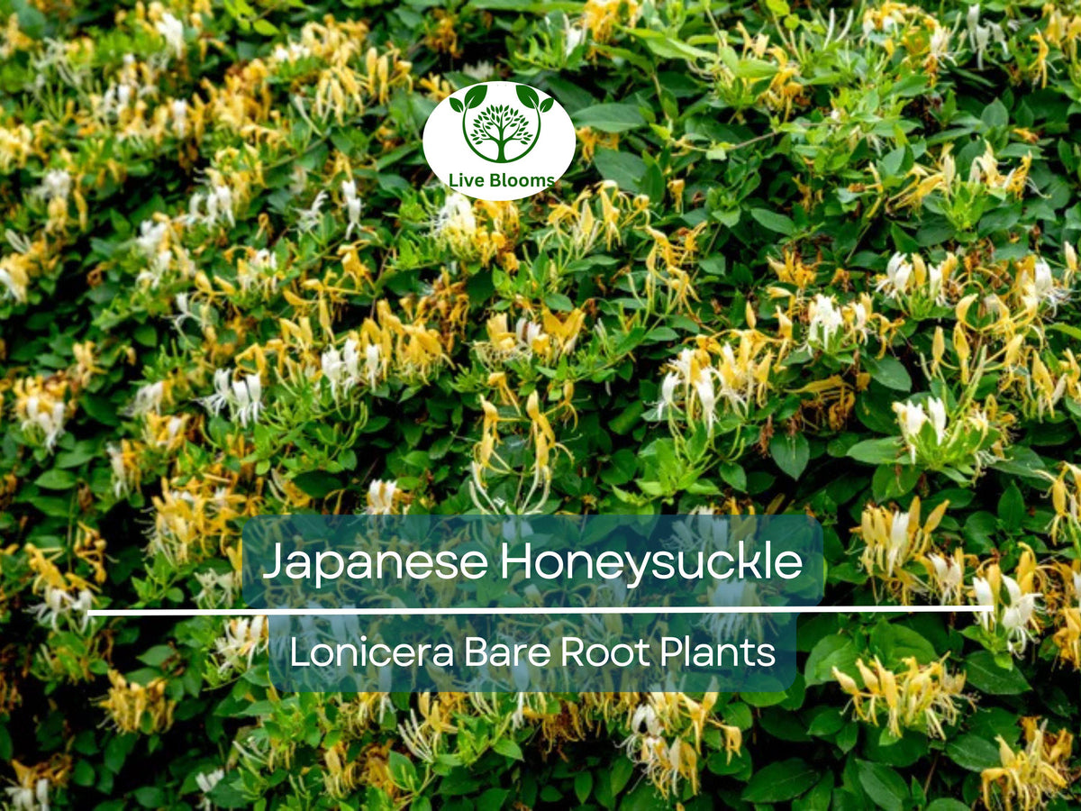 Japanese Honeysuckle Vines – Bare Root Starter Plants, Fragrant White-Yellow Flowers, Fast-Growing Climber, Lonicera japonica