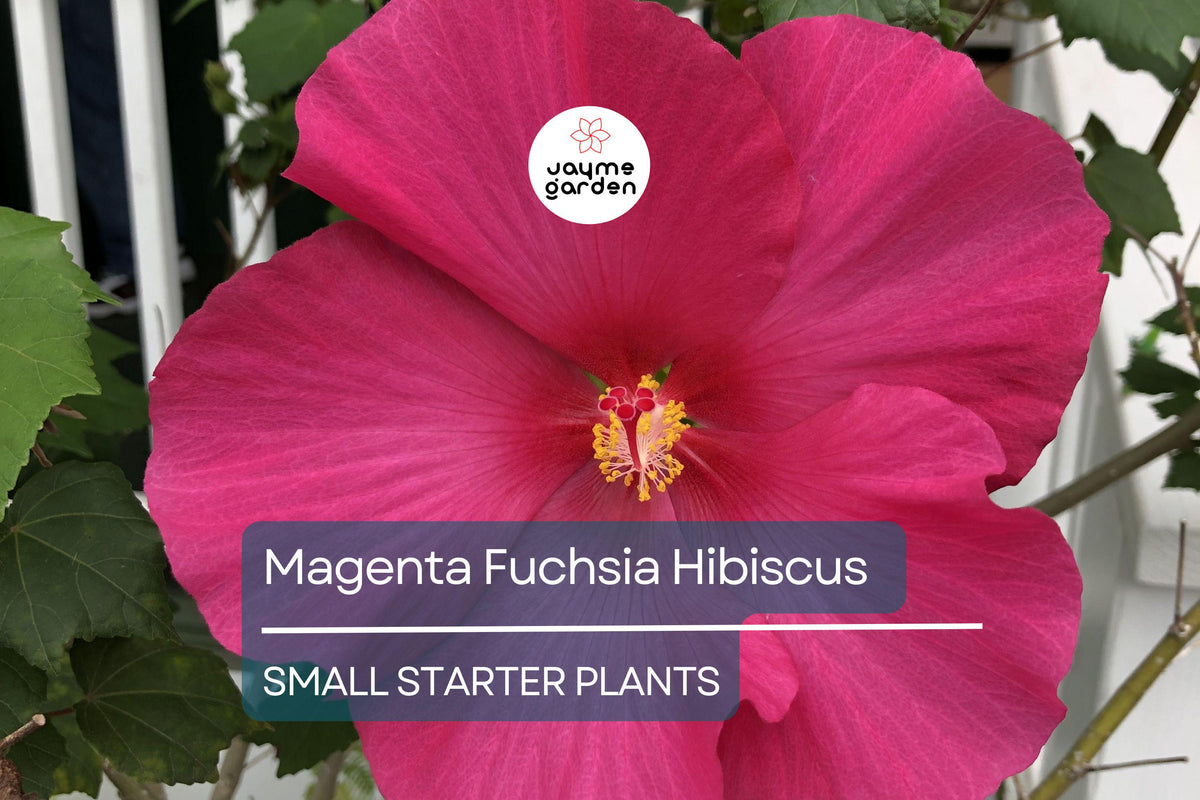 Exotic Magenta Fuchsia Hibiscus Starter Plant – Live Tropical Hibiscus rosa-sinensis with Vibrant Magenta Flowers, Bare Root for Gardens & Landscaping
