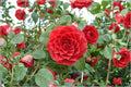 Middlemist Red Camellia Cuttings - 3 Unrooted Flowering Shrubs, Red Blooms, Camellia japonica