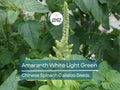 Edible Amaranth Seeds 500 White Green Leafy Vegetable Callaloo Fast Growing Heat Drought Tolerant | Amaranthus viridis
