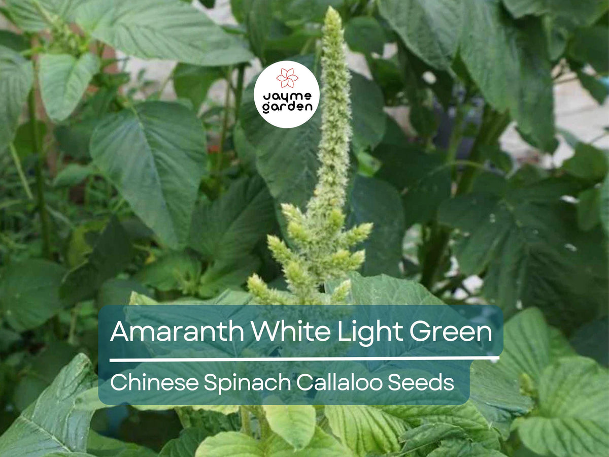 Edible Amaranth Seeds 500 White Green Leafy Vegetable Callaloo Fast Growing Heat Drought Tolerant | Amaranthus viridis