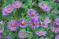100 New England Aster Seeds – Symphyotrichum novae-angliae – Native Wildflower for Pollinator Gardens