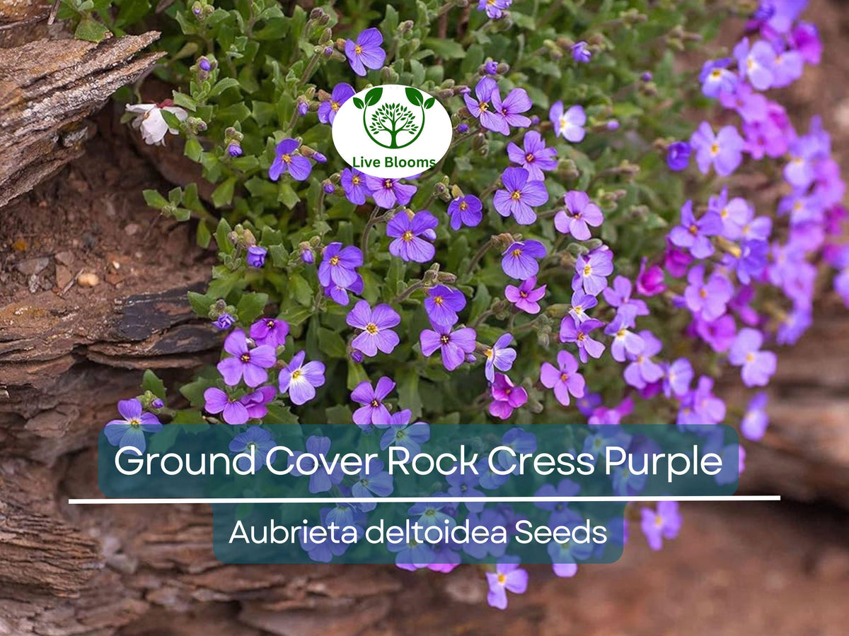 400 Seeds Ground Cover Rock Cress Purple Aubrieta deltoidea Fragrant Flowers Pollinator Friendly Non-GMO