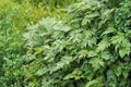 Yomogi Mugwort Herb Seeds - Artemisia princeps - Aromatic Perennial for Herb Gardens and Landscaping, 100 Seeds
