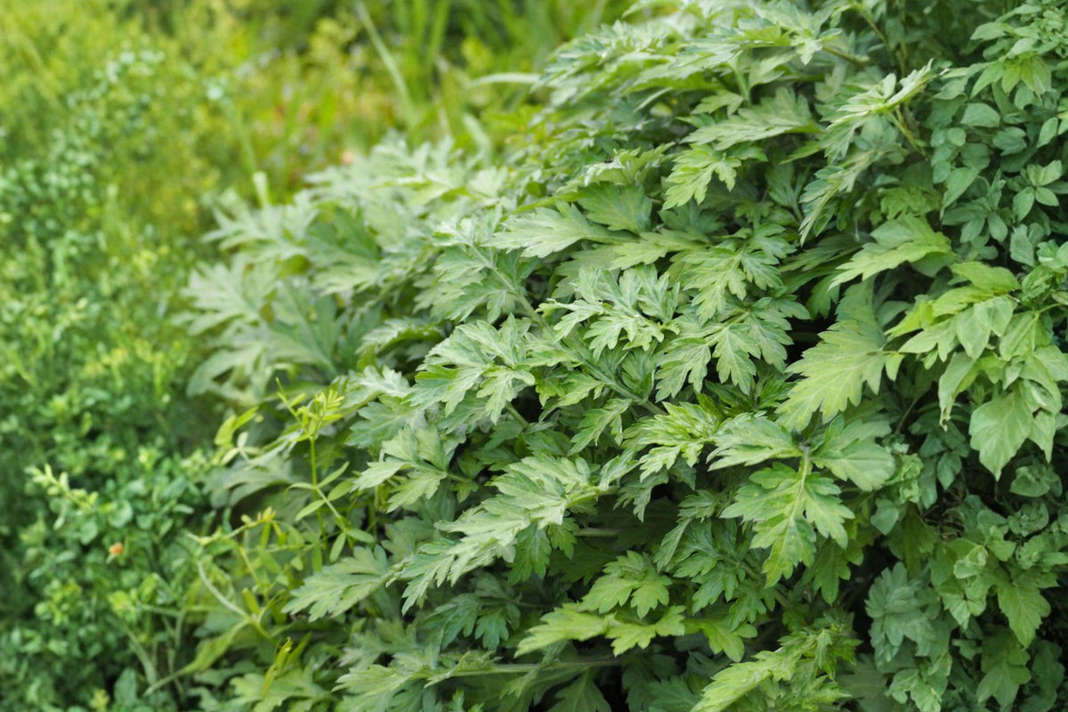 Yomogi Mugwort Herb Seeds - Artemisia princeps - Aromatic Perennial for Herb Gardens and Landscaping, 100 Seeds
