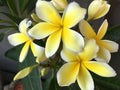 Yellow Hawaiian Plumeria Cutting 9–12 Inches Fragrant Tropical Frangipani Plant for Landscaping