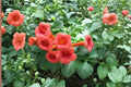 Red Trumpet Vine Cuttings - Live Perennial Climbing Vine Campsis radicans, Red Flowers, Fast-Growing, Pollinator-Friendly