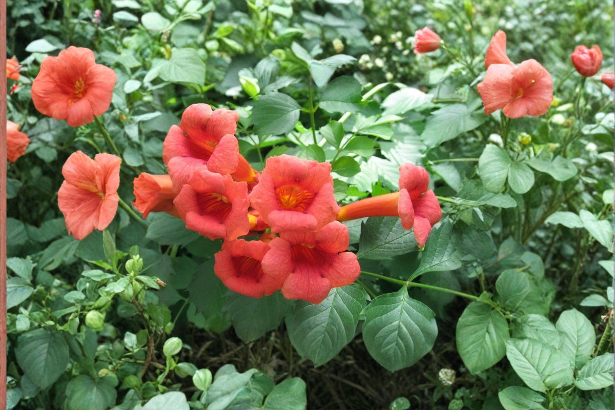 Red Trumpet Vine Cuttings - Live Perennial Climbing Vine Campsis radicans, Red Flowers, Fast-Growing, Pollinator-Friendly