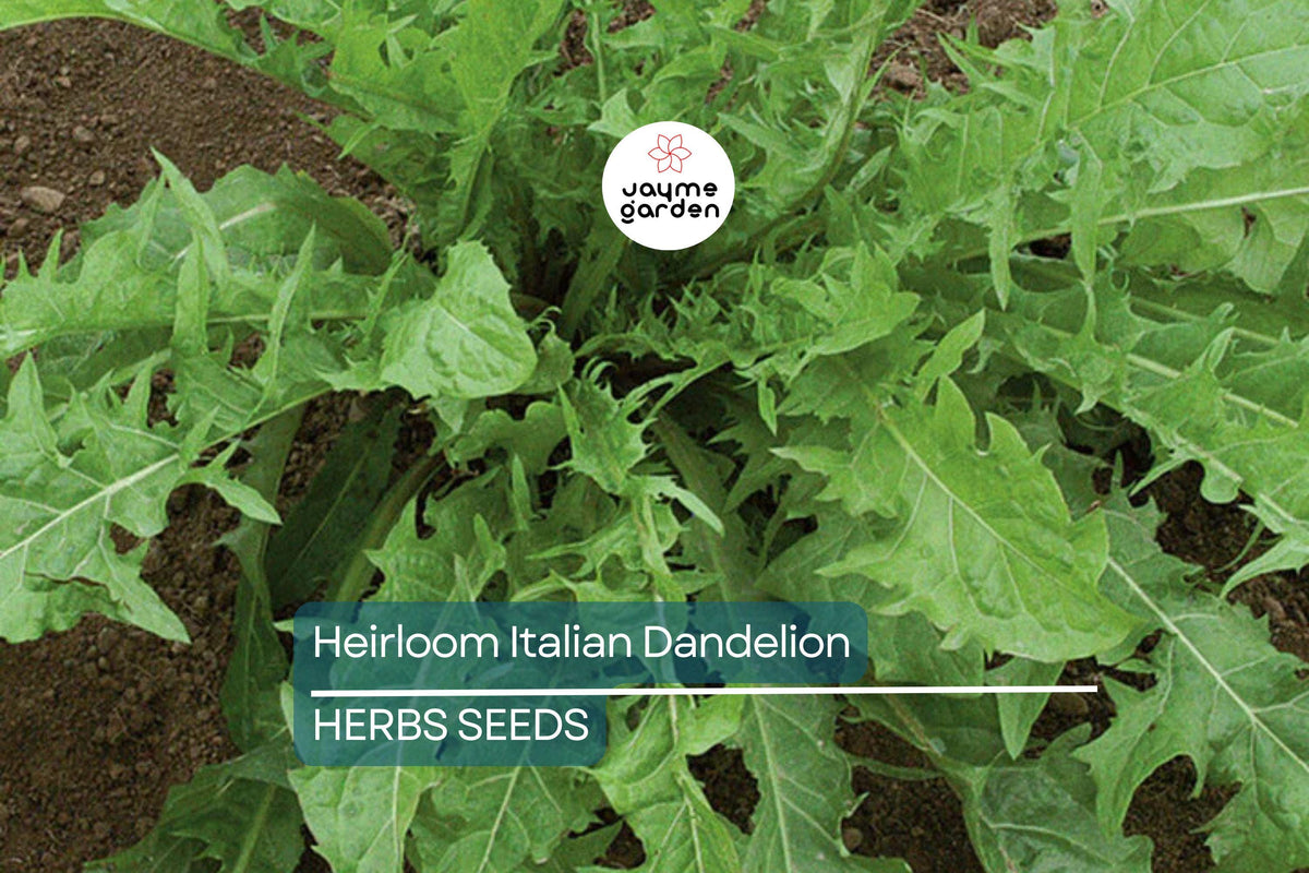 Heirloom Italian Dandelion Seeds - Catalogna Emerald Endive, Cichorium intybus, Slow-Bolting Chicory, Salad Greens, Non-GMO, Full Sun