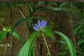 100 Bottle Gentian Seeds – Native Wildflower, Blue Blooms, Gentiana andrewsii, Shade Garden, Pollinator Attractant