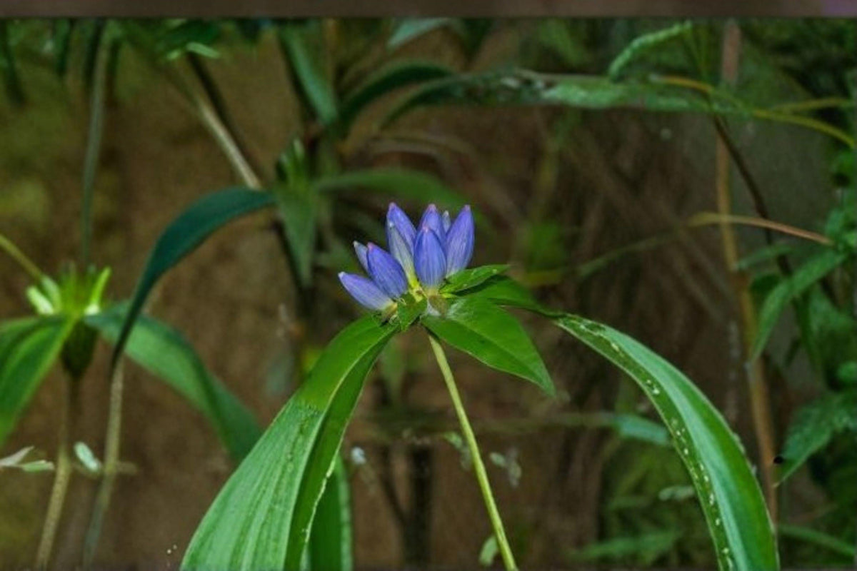 100 Bottle Gentian Seeds – Native Wildflower, Blue Blooms, Gentiana andrewsii, Shade Garden, Pollinator Attractant