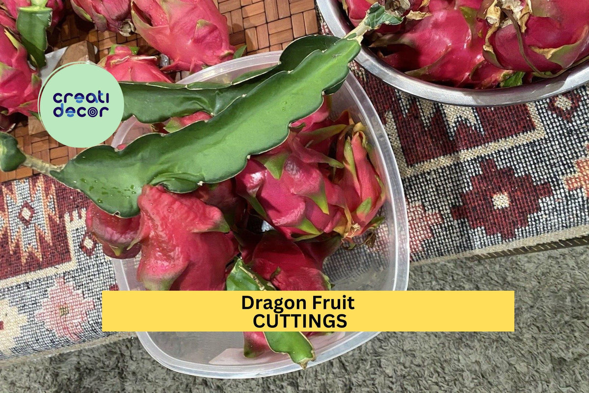 10 Unrooted Dragon Fruit Cuttings – Hylocereus spp. Climbing Cactus Vines for Propagation
