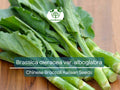 150 Seeds Chinese Broccoli Kailaan Brassica oleracea var. alboglabra Open Pollinated Vegetable Seeds for Gardening & Culinary Use