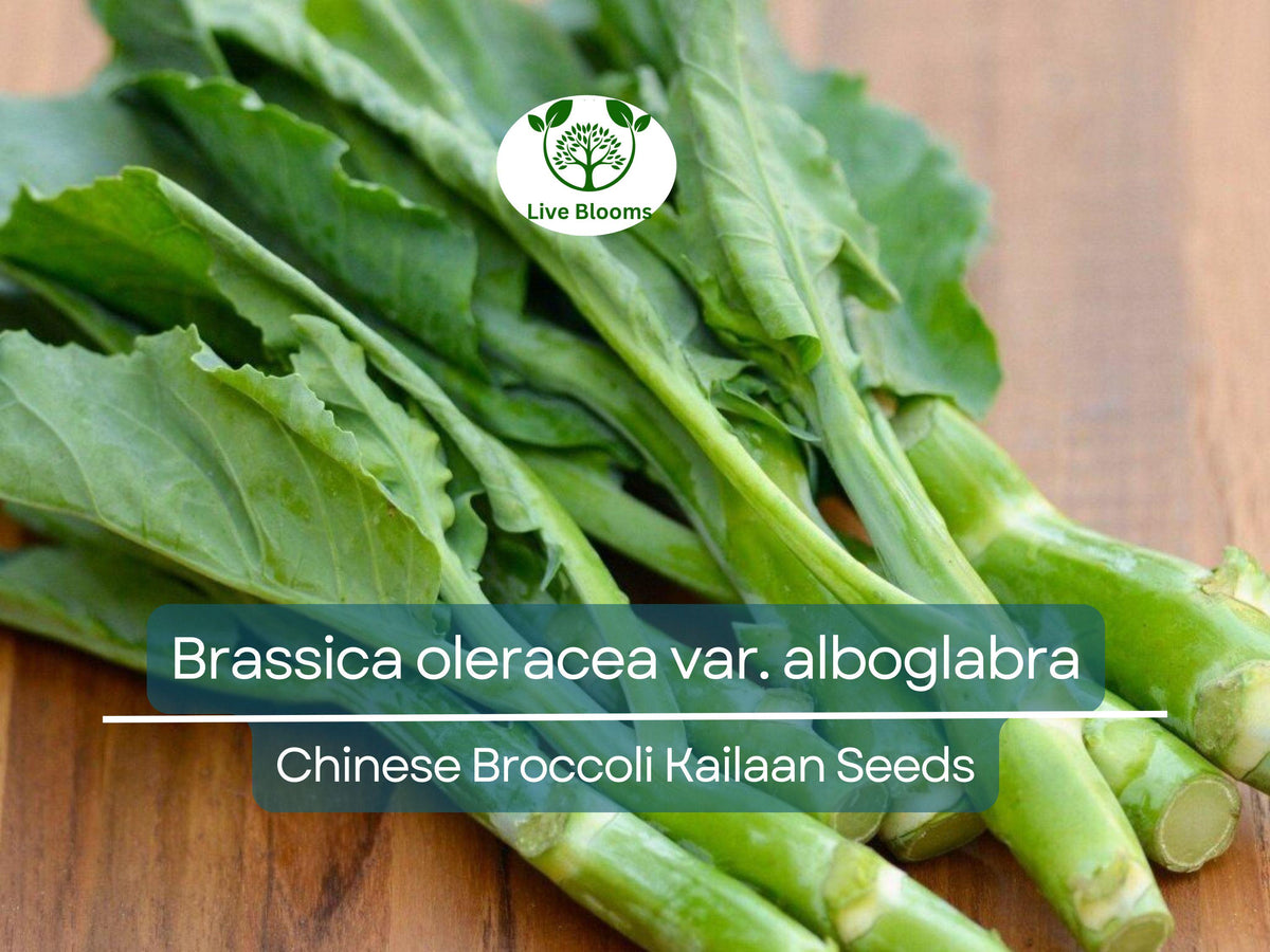 150 Seeds Chinese Broccoli Kailaan Brassica oleracea var. alboglabra Open Pollinated Vegetable Seeds for Gardening & Culinary Use