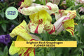 1000+ Brighton Rock Snapdragon Seeds – Vibrant Bicolor Blooms for Garden Planting, Tall Cut Flowers for Borders & Bouquets – USA