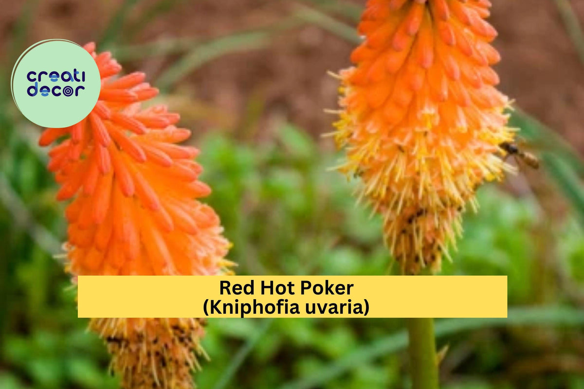 Red Hot Poker Plants – 3 Bareroot Kniphofia uvaria Torch Lily, Vibrant Orange-Red Summer Blooms, Drought-Tolerant Perennial Garden Flowers