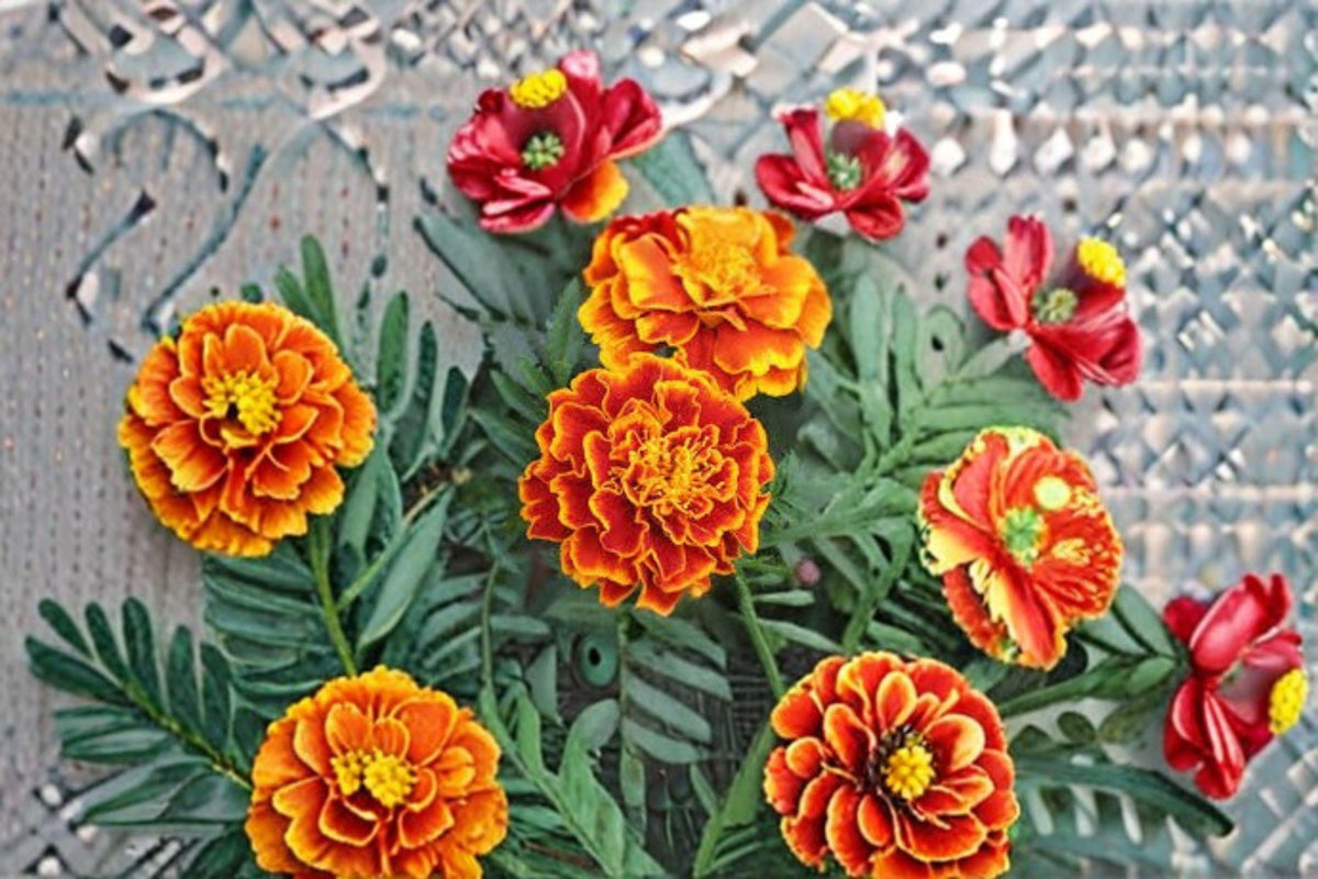Sparky Mixture Sunflower Seeds | Bicolor Helianthus annuus | Bright Red, Gold & Yellow Blooms | Garden, Cut Flower, Pollinator Plant