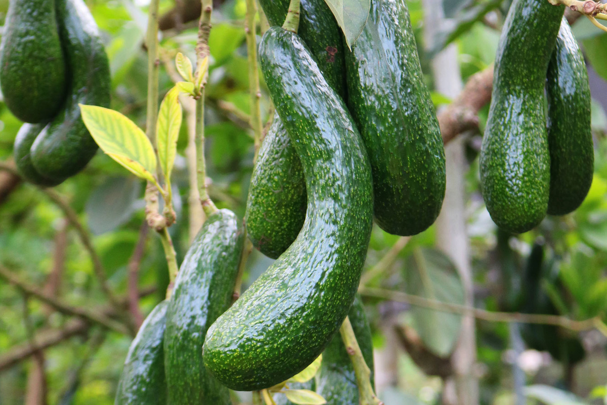 Avocado Longneck Tree Seedling - Live Tropical Fruit Plant, Persea americana, 1-2 ft, Year-Round Fruit, Easy Care for Gardens & Patios