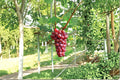 Hongju Grape Vine Plant | 1-2 ft | Vitis vinifera ‘Hongju’ | Deciduous Climber for Garden or Vineyard