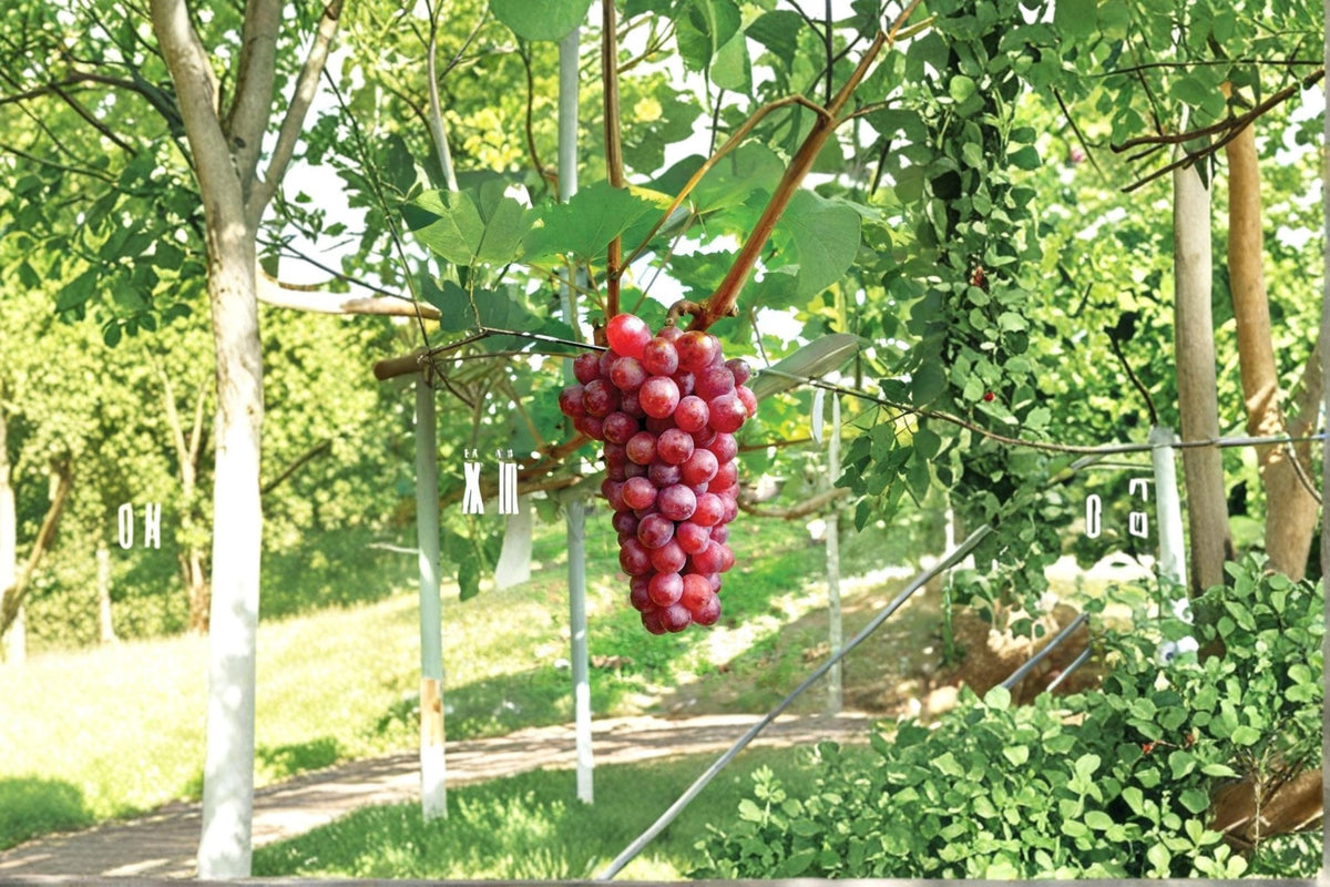 Hongju Grape Vine Plant | 1-2 ft | Vitis vinifera ‘Hongju’ | Deciduous Climber for Garden or Vineyard