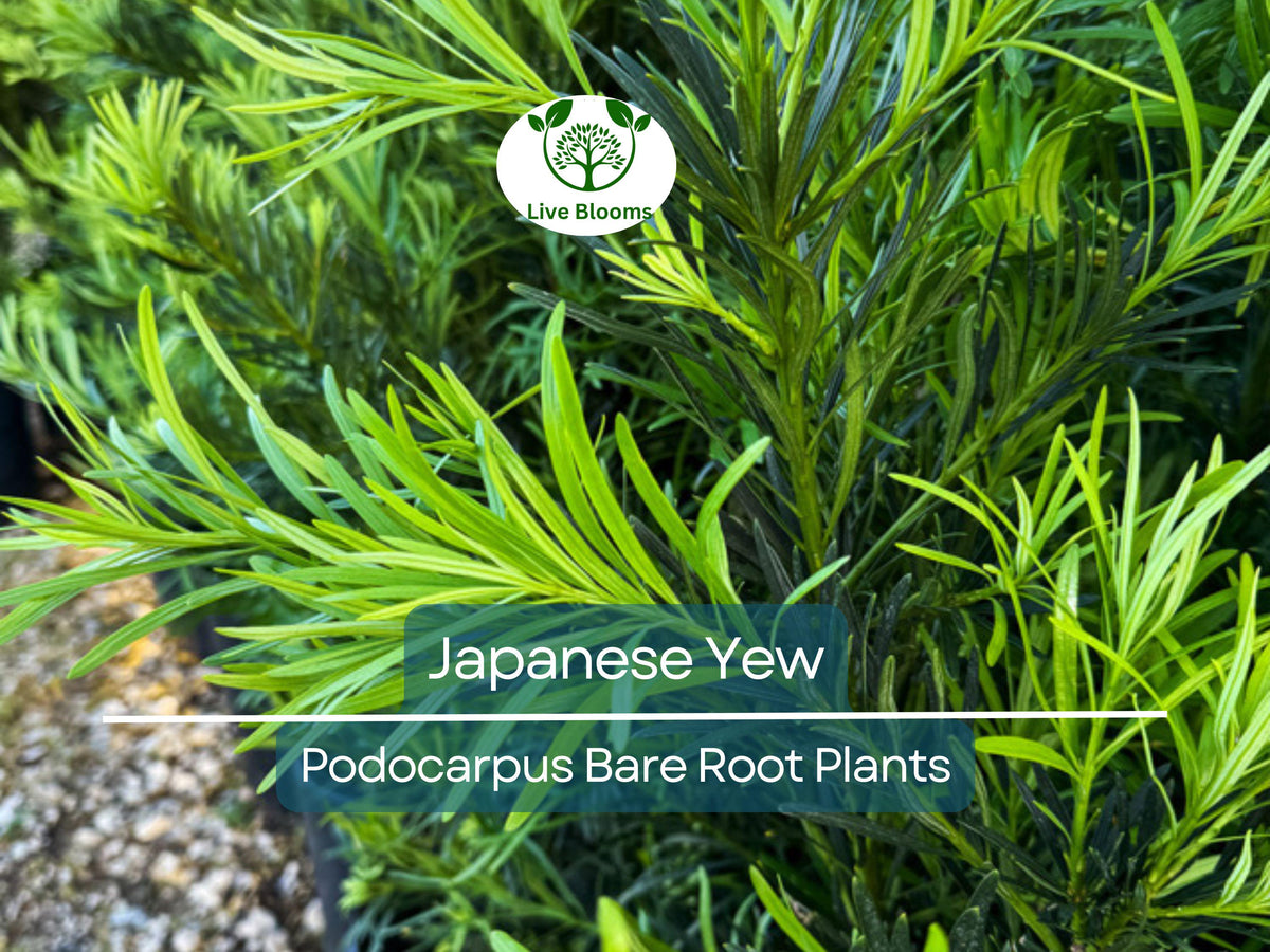 20 Podocarpus macrophyllus Plants – Live Bare Root Evergreen Privacy Hedge, Japanese Yew Shrubs for Screening & Borders