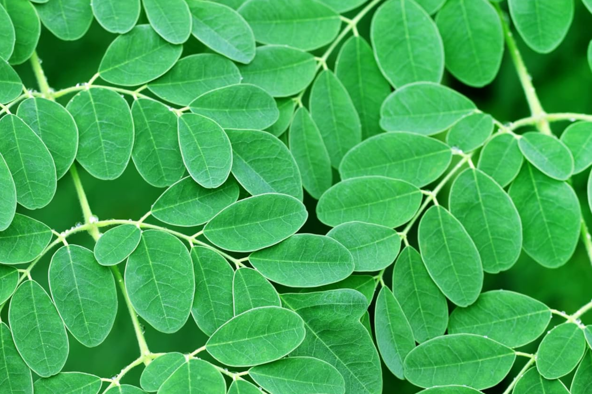Moringa Tree Starter Plant - Live Miracle Tree 3’-4’ Tall, Nutritious Superfood, Easy Care, Fast Growing, Moringa oleifera