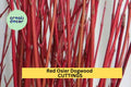 30 Red Osier Dogwood Cuttings – 10" Hardwood Stems for Propagation, Landscaping, Wildlife Gardens, Erosion Control – Cornus sericea