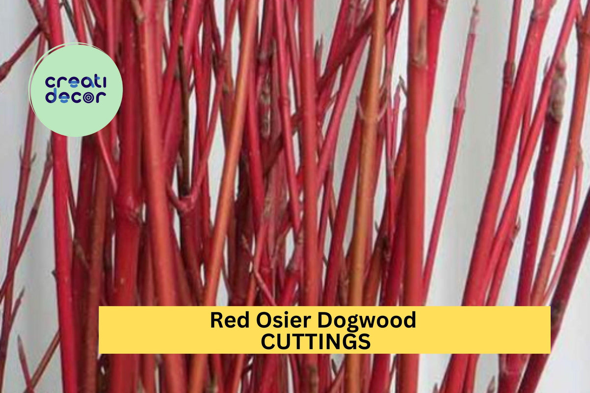 30 Red Osier Dogwood Cuttings – 10" Hardwood Stems for Propagation, Landscaping, Wildlife Gardens, Erosion Control – Cornus sericea