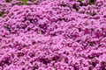 Creeping Thyme Seeds | Pink Groundcover | Thymus serpyllum | Non-GMO Bulk Seeds for Landscaping